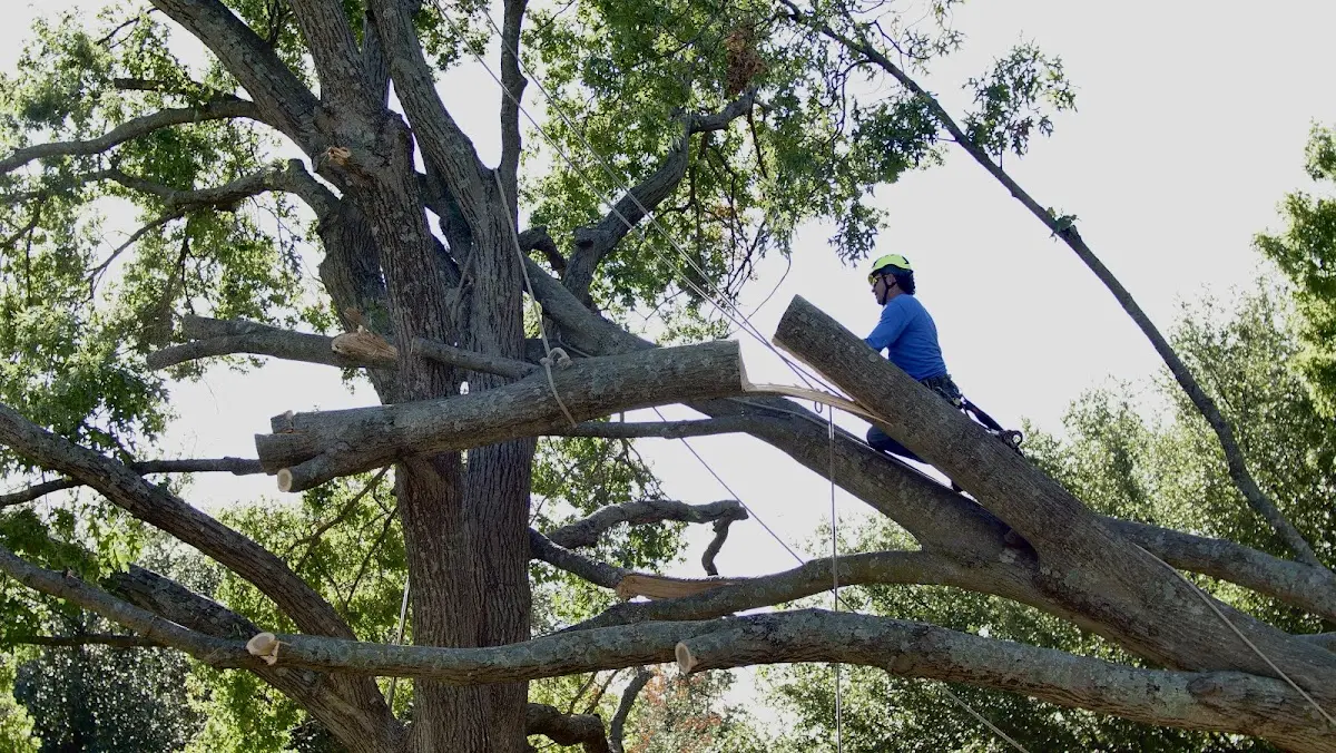 Professional Hazardous Tree Removal performed by certified arborists in Bee